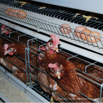 Poultry Equipment Automatic Chicken Cage